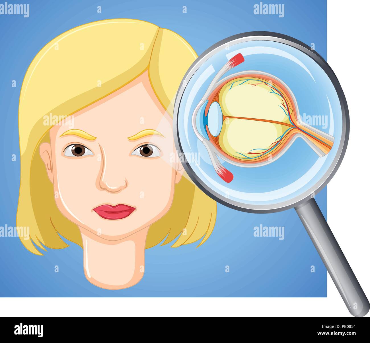 A female eyeball anatomy illustration Stock Vector Image & Art Alamy
