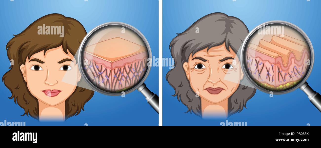 Female younger skin and aging skin illustration Stock Vector Image ...