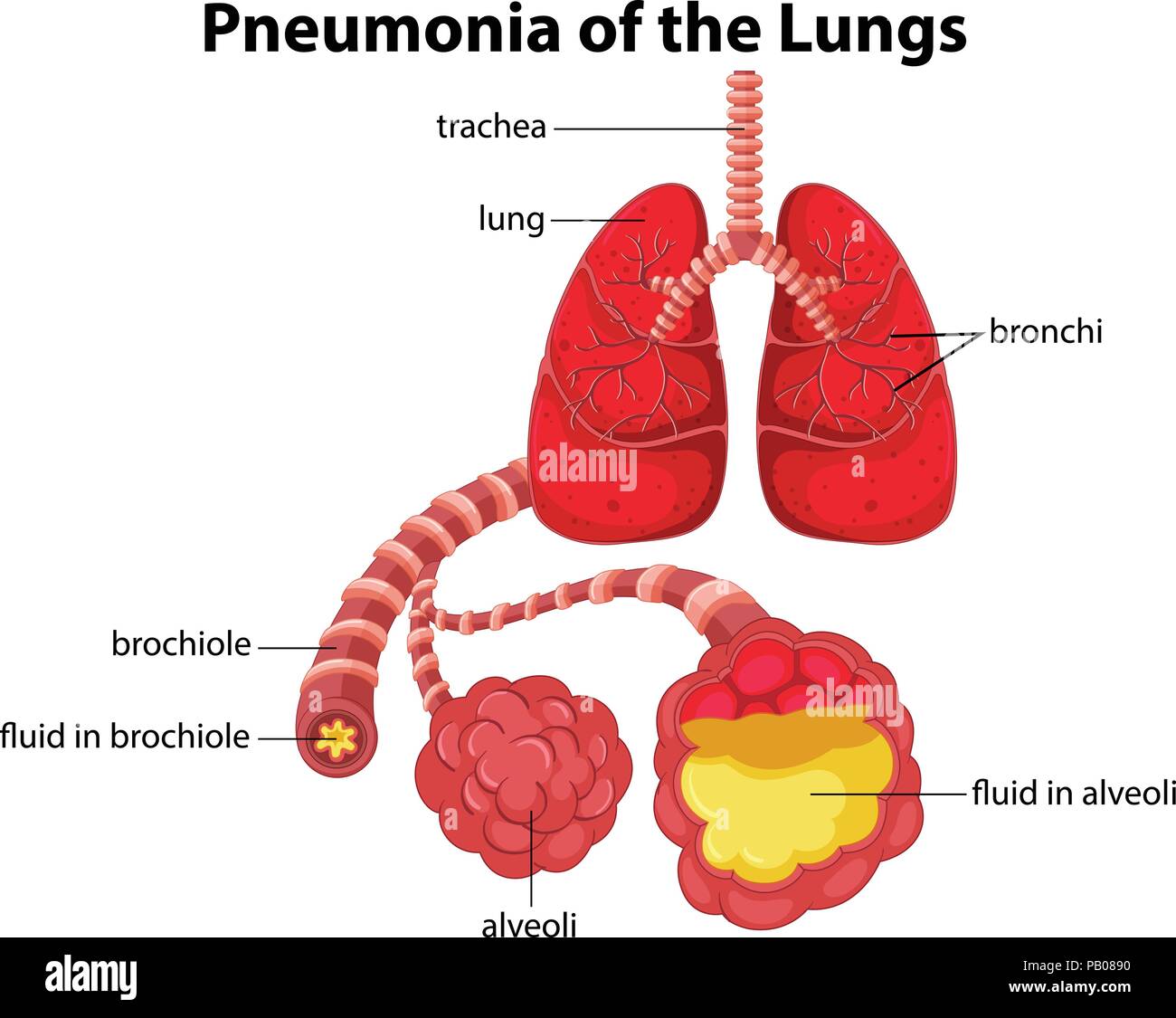 detailed lungs diagram