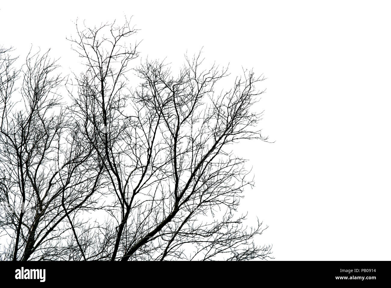Silhouette dead tree isolated on white background for  scary, death, and peace concept. Halloween day background. Art and dramatic on black and white  Stock Photo