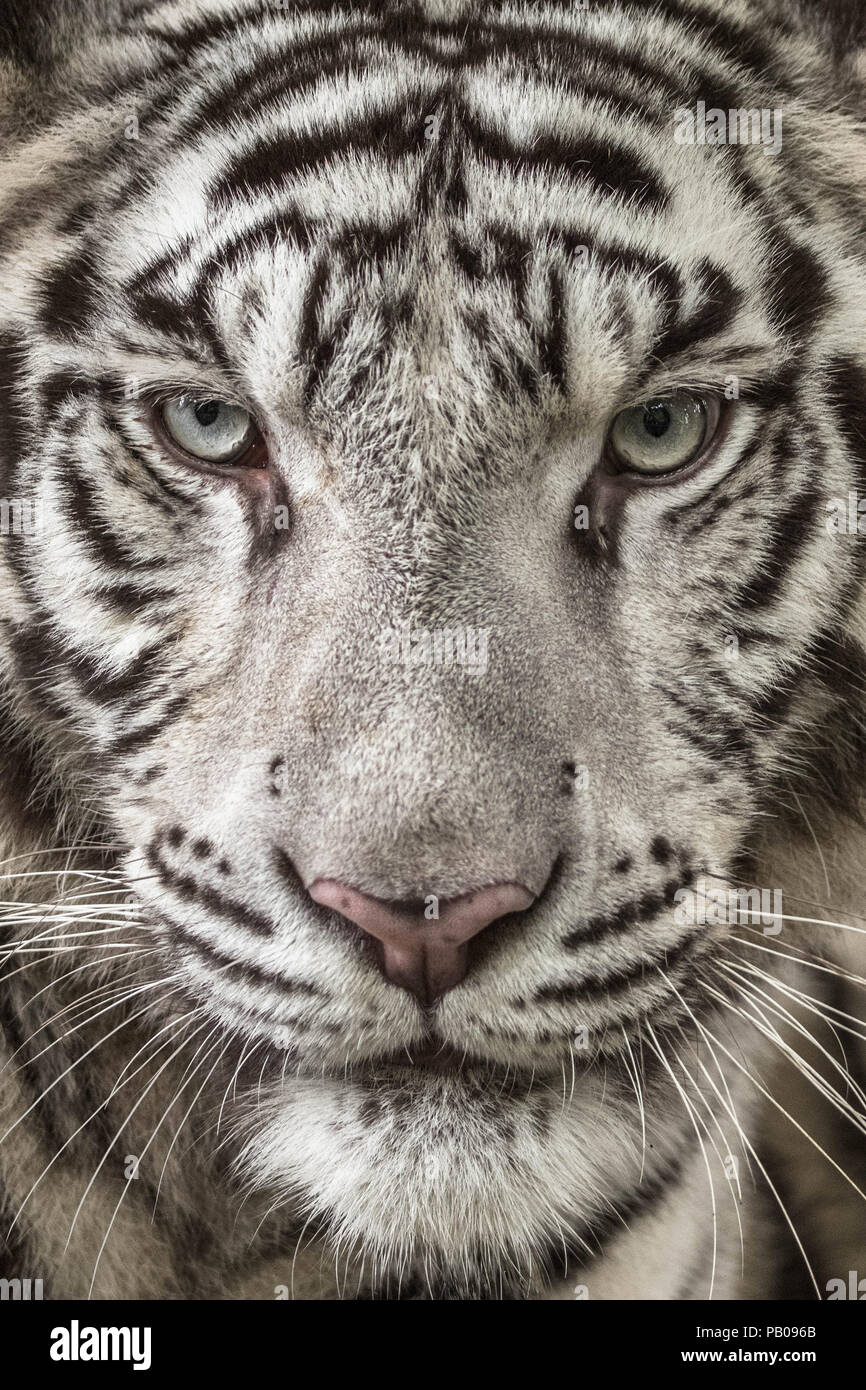 Real White Tiger Face