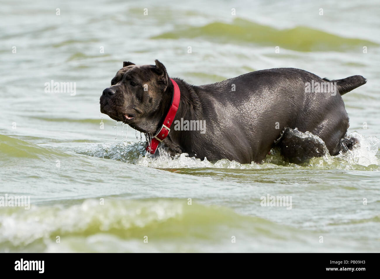 Italian Cane Corso Dog Runs Through The Water On A Hot