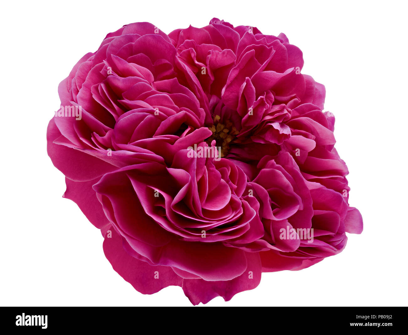 Petals pink tea rose closeup isolate Stock Photo