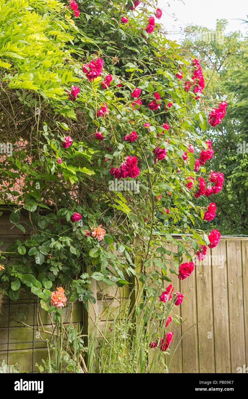 Clusters of red roses hi-res stock photography and images - Alamy