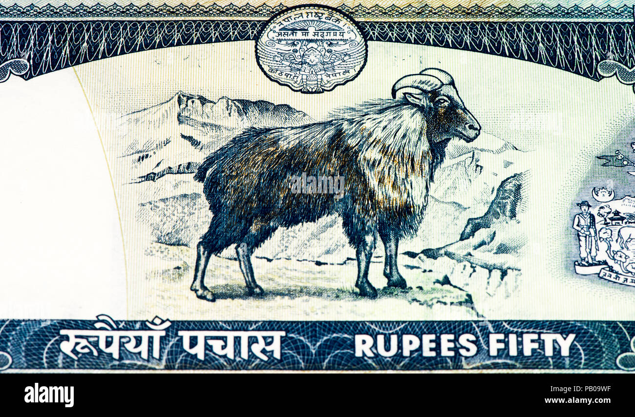 50 Nepalese rupee bank note. Nepalese rupee is the national currency of