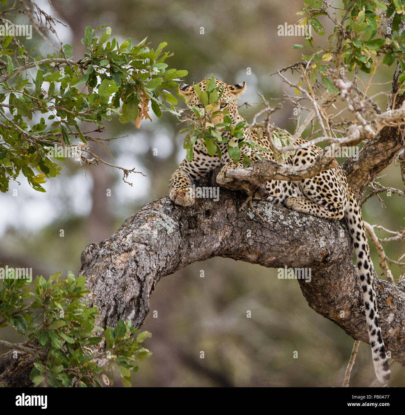 Leopard lying in a tree, South Africa Stock Photo - Alamy