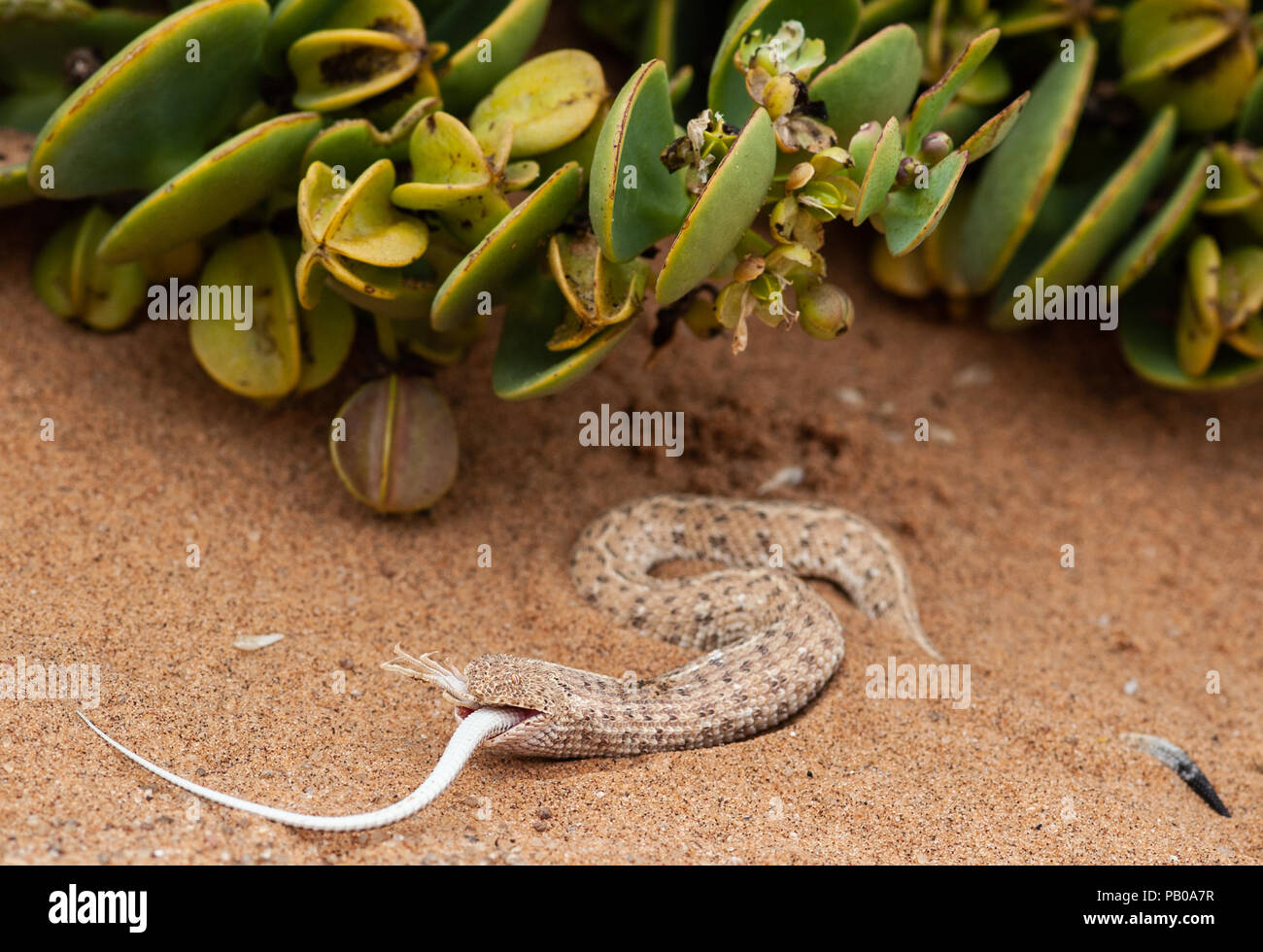 Snake lizard prey hires stock photography and images Alamy