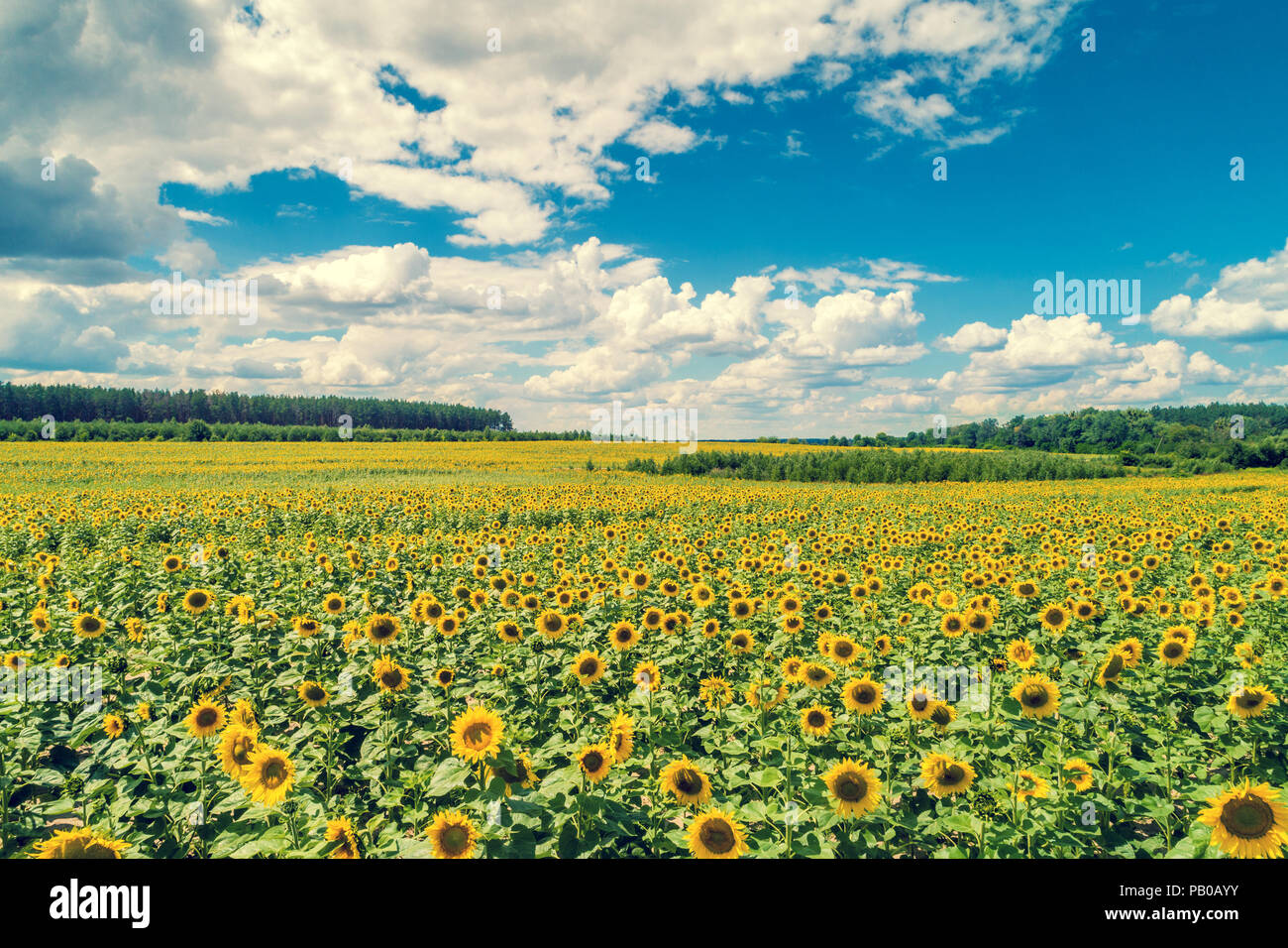 sunflower-field-with-beautiful-sky-aerial-view-stock-photo-alamy