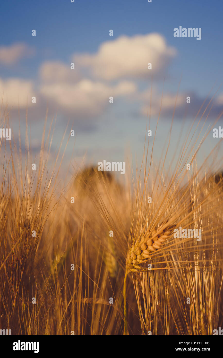 Wheat field and blue sky with clouds above Stock Photo - Alamy