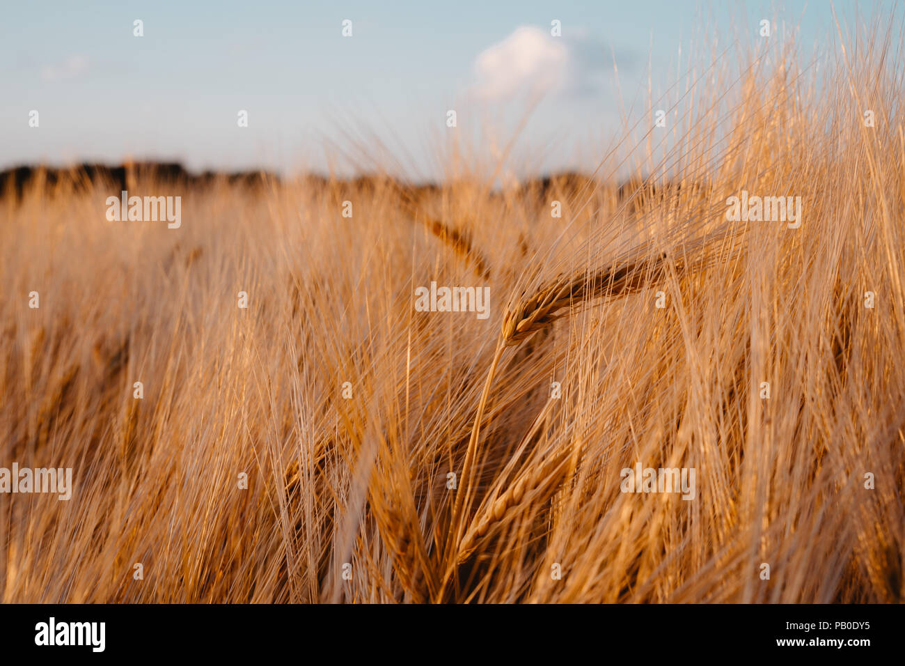 Wheat field and blue sky with clouds above Stock Photo - Alamy