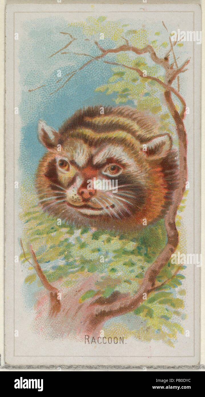 Raccoon Sticker  Historic Jamestowne