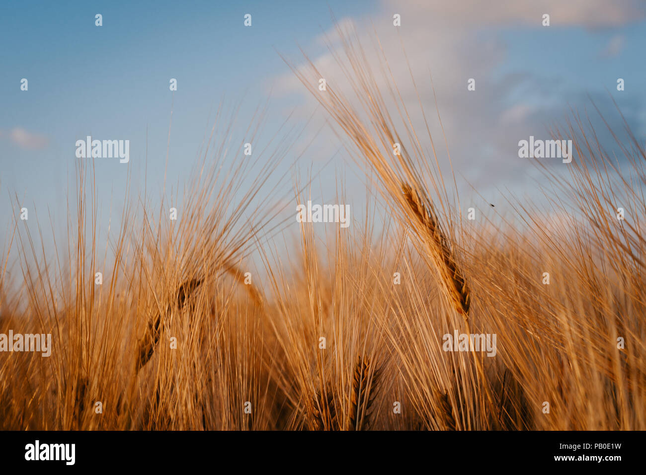 Wheat field and blue sky with clouds above Stock Photo - Alamy