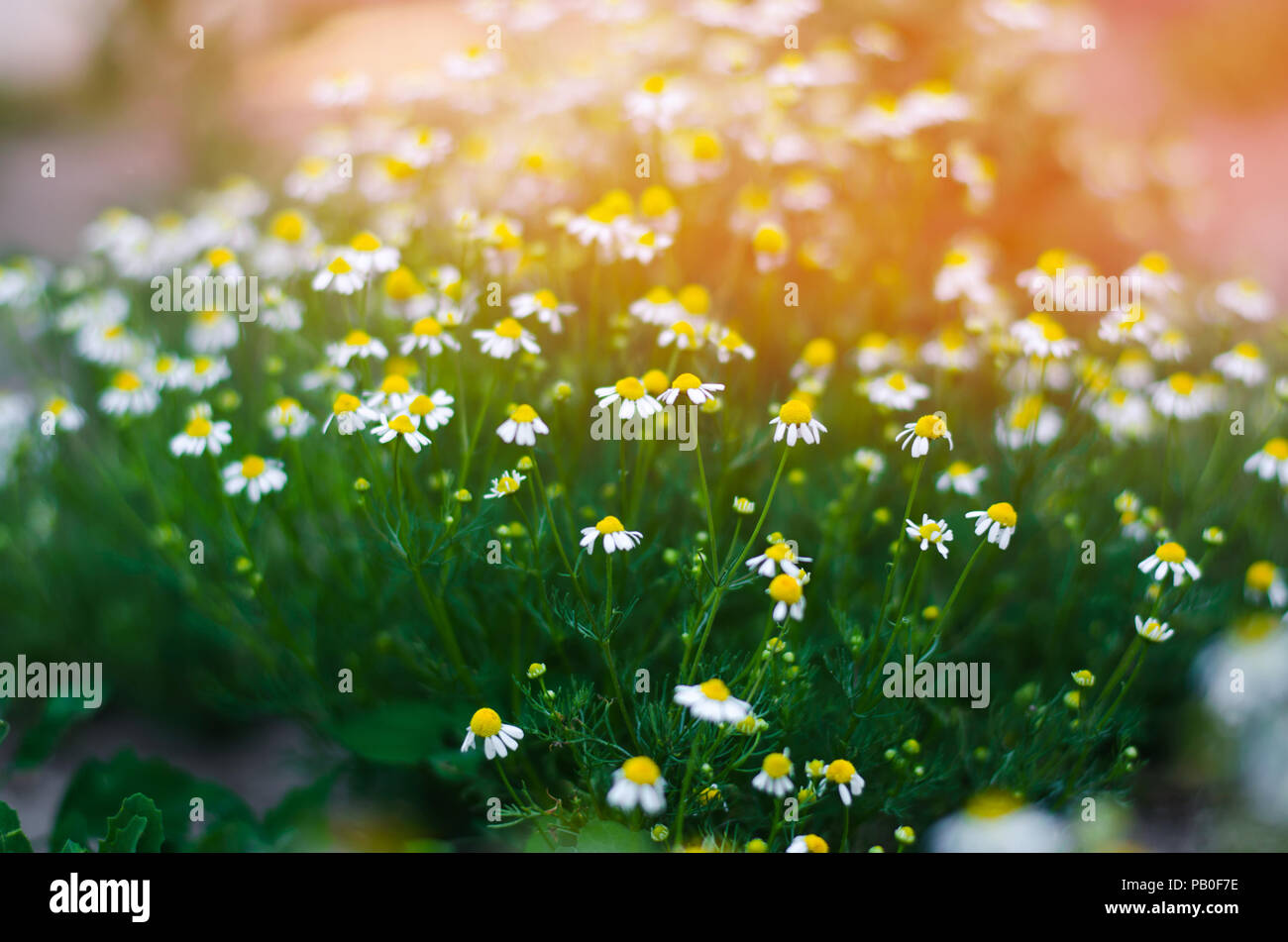 Wallpaper field, summer, flowers, background, glade, Mac, Maki, blur,  petals, red, al, bokeh, poppy field images for desktop, section цветы -  download