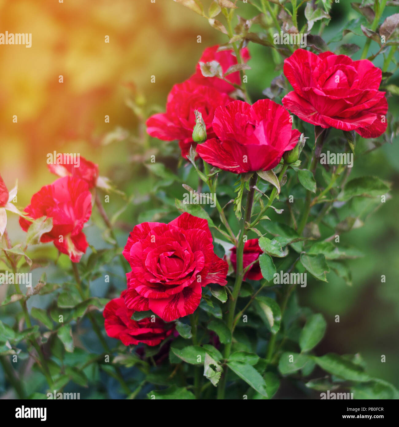 Beautiful Red Roses In The Garden Nature Wallpaper Flowers Bush Of Roses Stock Photo Alamy