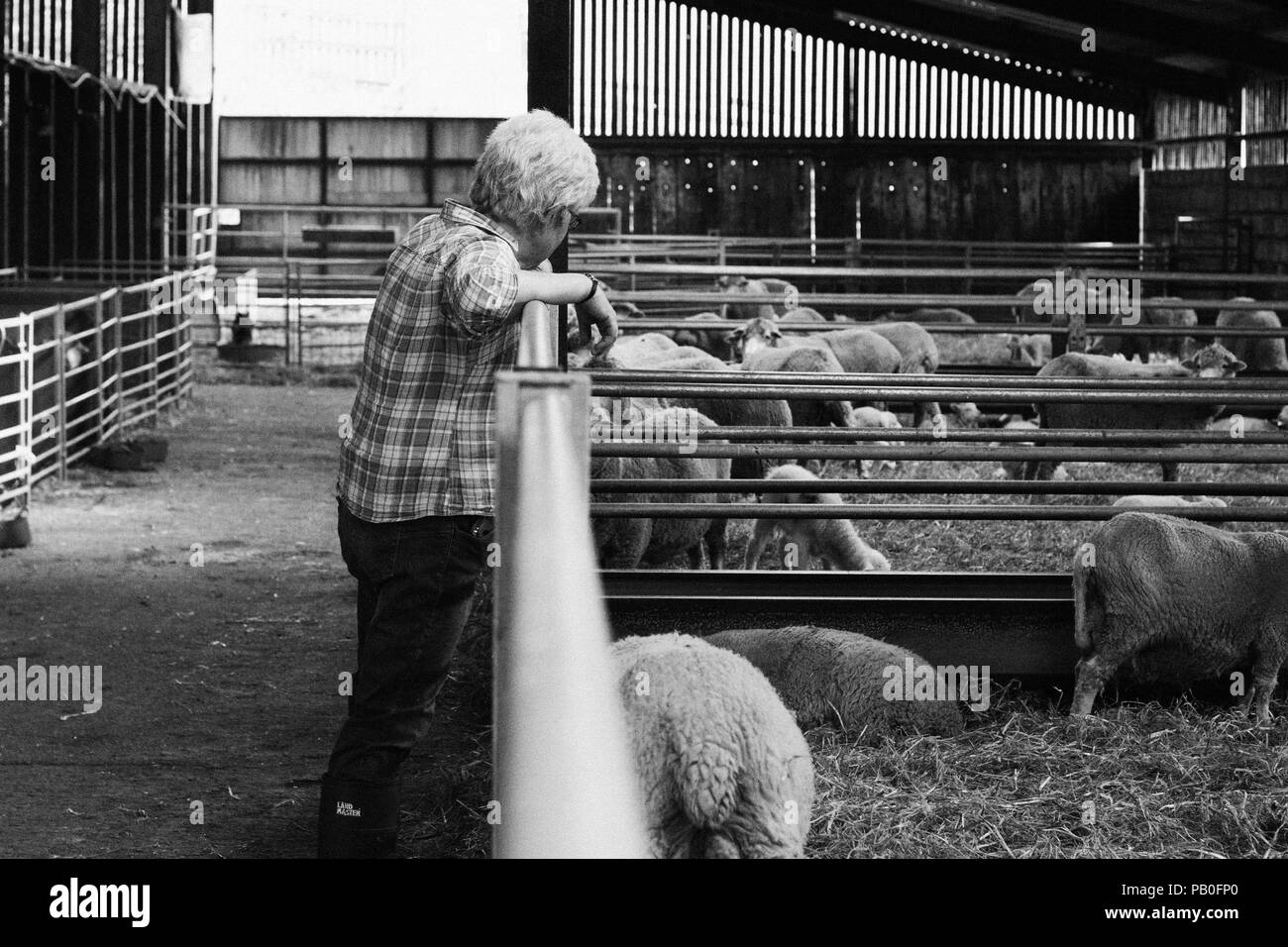 Lady greets her flock of sheep Stock Photo