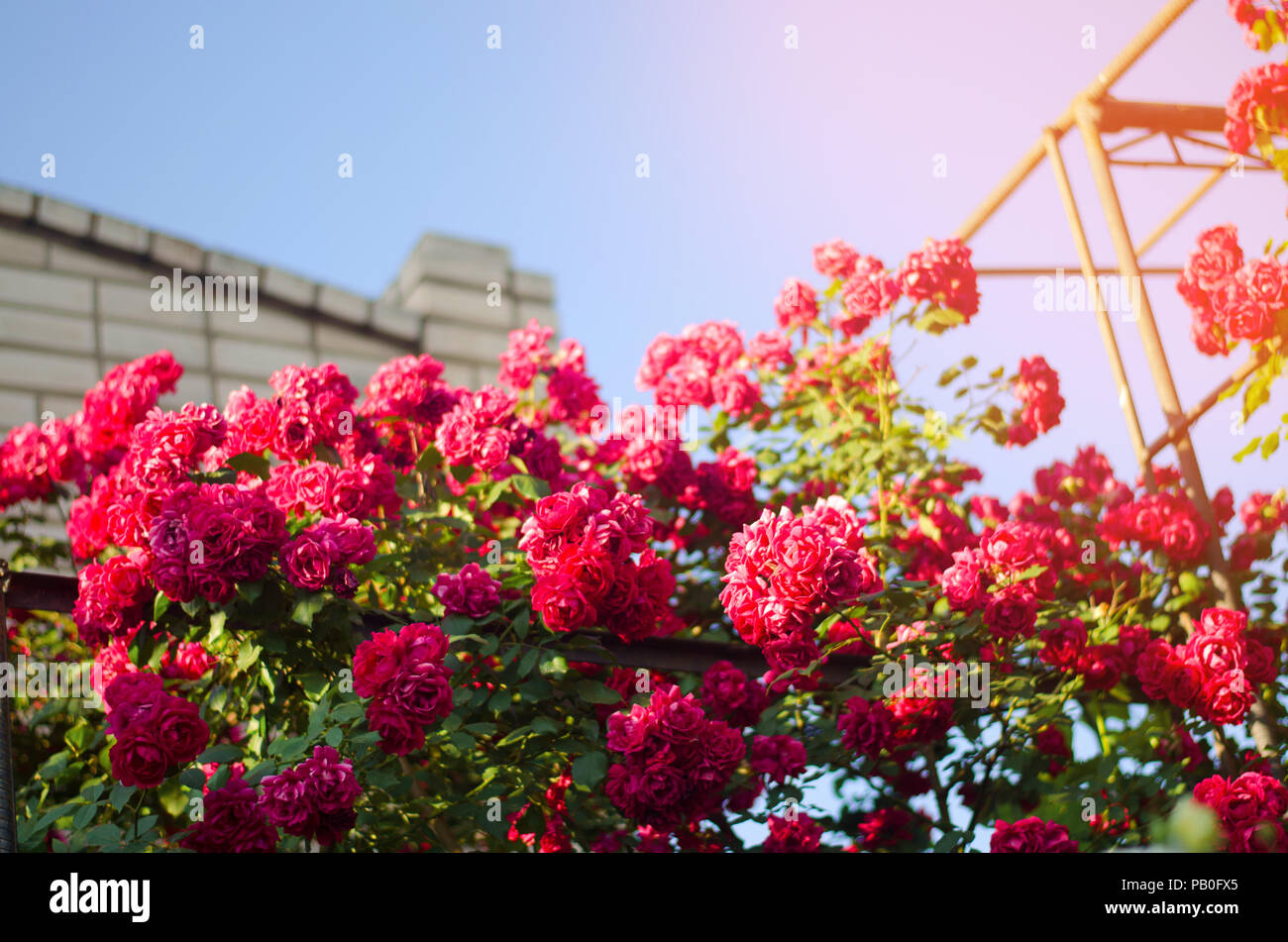Beautiful bush of pink roses in a spring garden on a sunny day Stock ...