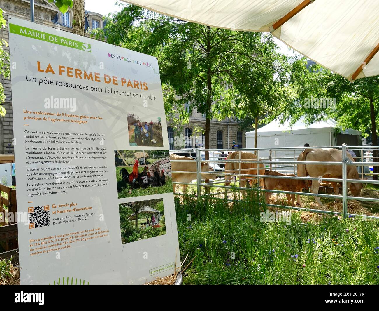 Cows in a pen at Place de la Republique during an educational demonstration about farming and sustainability sponsored by the city. Paris, France Stock Photo