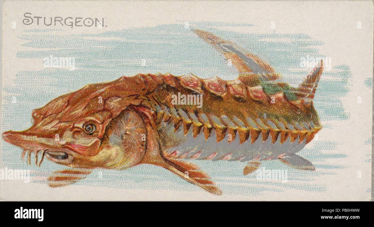 Sturgeon, from the Fish from American Waters series (N8) for Allen & Ginter Cigarettes Brands. Dimensions: Sheet: 1 1/2 x 2 3/4 in. (3.8 x 7 cm). Lithographer: Lindner, Eddy & Claus (American, New York). Publisher: Issued by Allen & Ginter (American, Richmond, Virginia). Date: 1889.  Trade cards from the 'Fish from American Waters' series (N8), issued in 1889 in a series of 50 cards to promote Allen & Ginter Brand Cigarettes. Museum: Metropolitan Museum of Art, New York, USA. Stock Photo
