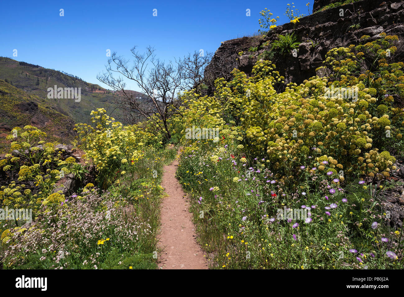 Path through blooming vegetation, yellow flowering giant fennel (Ferula communis), Barranco de la Mina, at Las Lagunetas Stock Photo