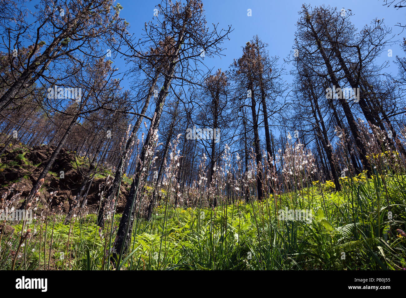 Canary pines burnt by forest fire stand in green and blooming ground vegetation, Becerram Hiking trail at Las Lagunetas Stock Photo