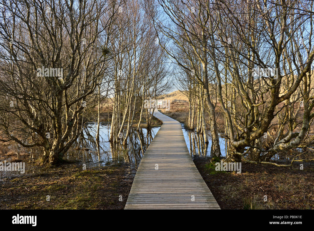Boardwalk path between birch trees and water of the Bruchwald forest, Amrum, North Frisia, Schleswig-Holstein, Germany Stock Photo