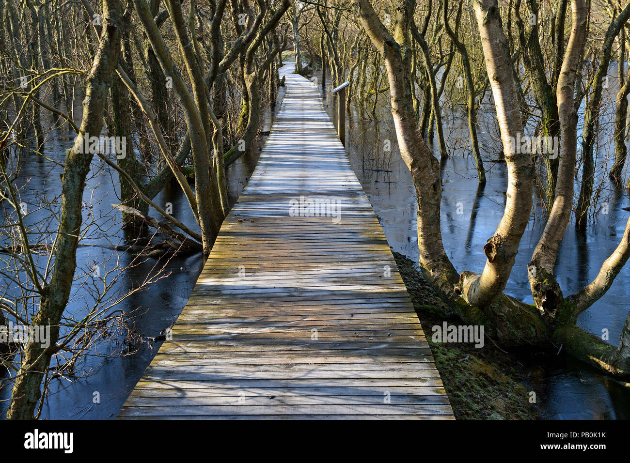 Giant boardwalk surrounded by water and trees of the Bruchwald forest, Amrum, North Frisia, Schleswig-Holstein, Germany Stock Photo