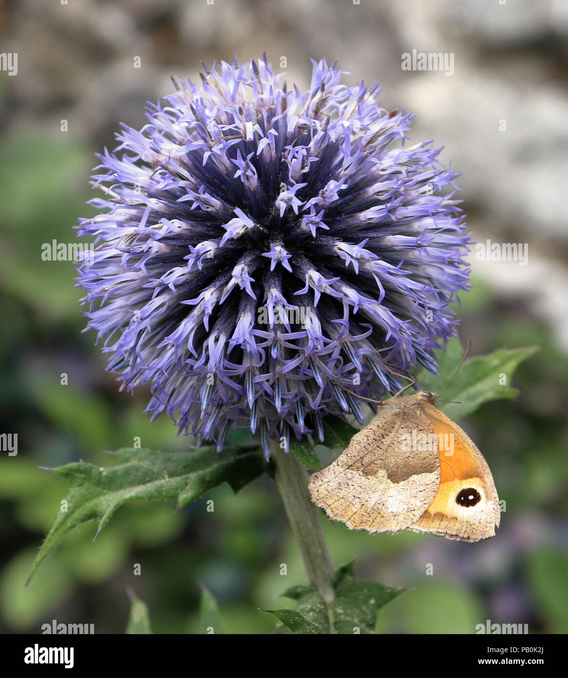 Small Heath Butterfly sitting on an Allium Flower Stock Photo