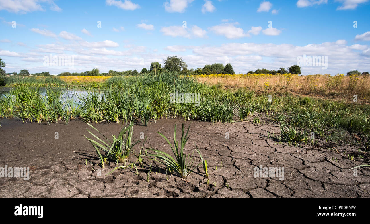 Water hole drying up in the UK summer heatwave 2018 Stock Photo