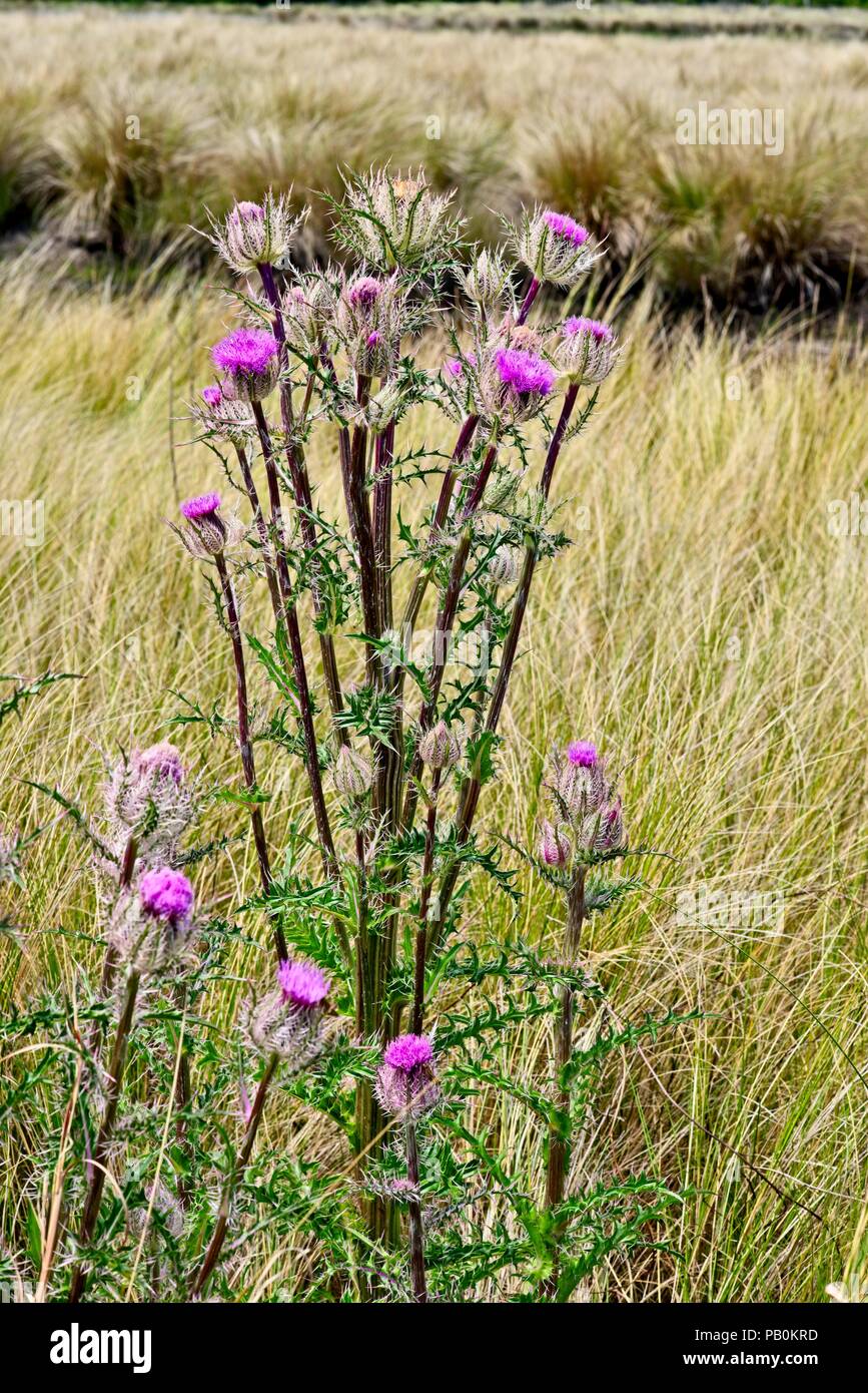 Pink wildflowers hi-res stock photography and images - Alamy