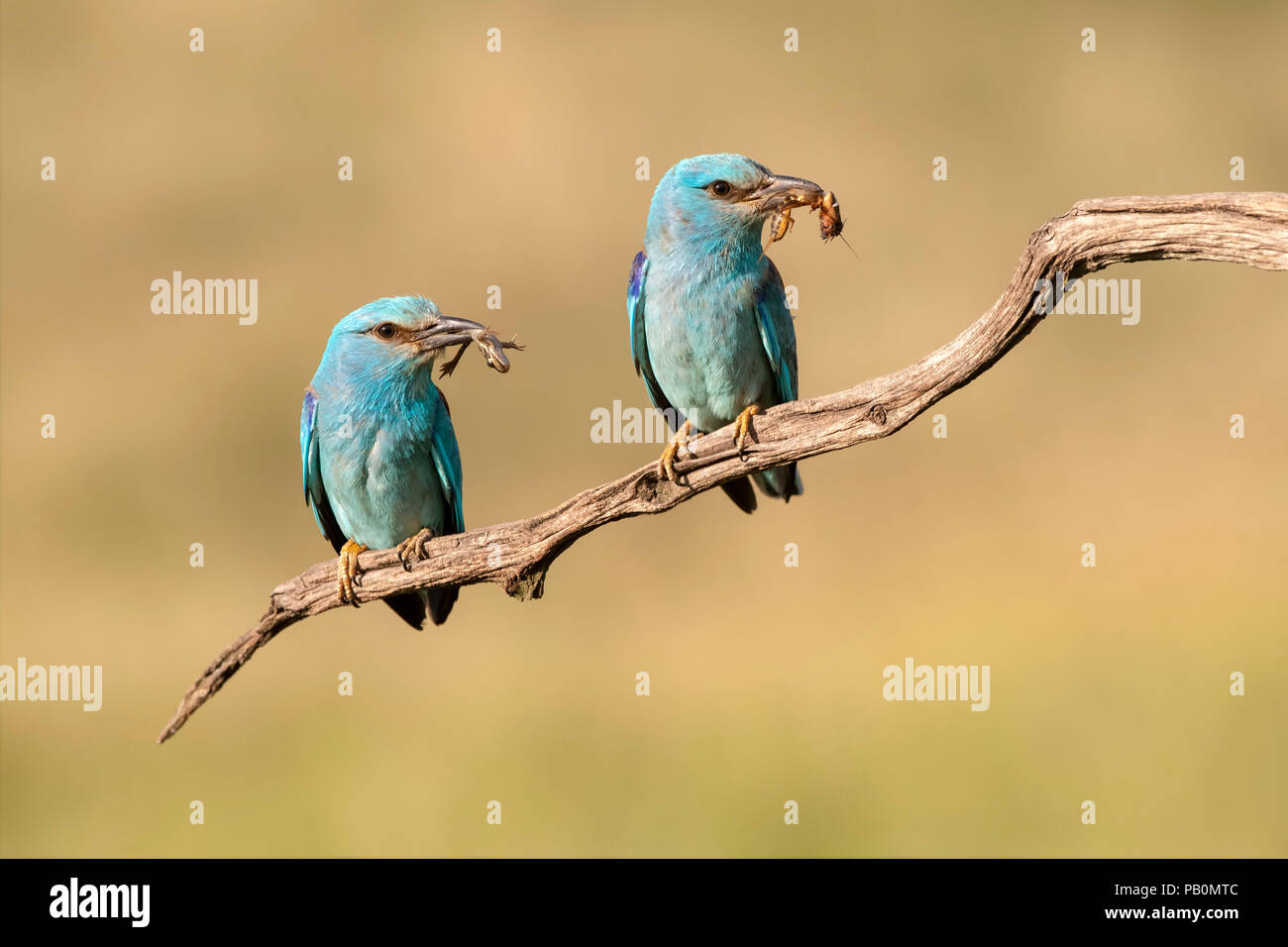 Two European rollers (Coracias garrulus) sitting on branch, with frog and insect in beak, Kiskunság National Park, Hungary Stock Photo