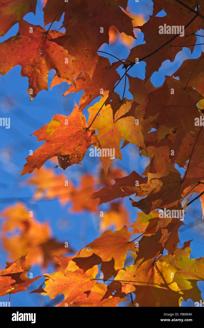 Maple leaves fall colors hi-res stock photography and images - Alamy