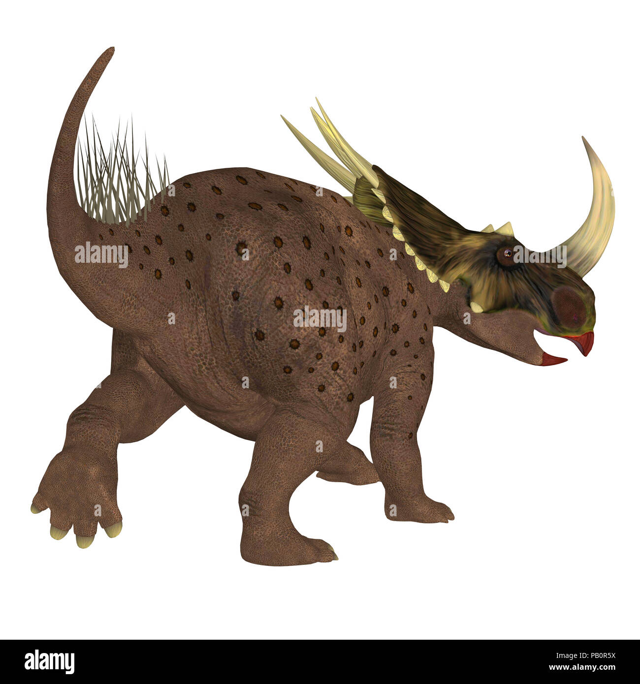 Brown Rubeosaurus Dinosaur Tail - Rubeosaurus was a Ceratopsian herbivorous dinosaur that lived during the Cretaceous Period of North America. Stock Photo
