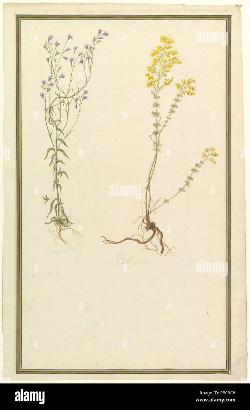 Botanical Studies. Artist: Anonymous, French, 19th century. Dimensions: 19 7/16 x 12 11/16 in. (49.4 x 32.2 cm). Date: ca. 1820. Museum: Metropolitan Museum of Art, New York, USA. Stock Photo