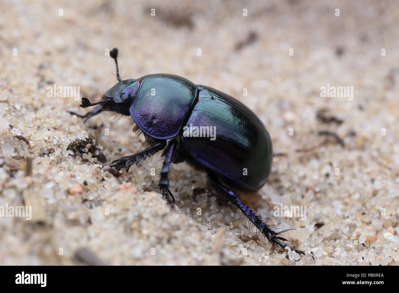 Spring dor beetle (Trypocopris vernalis) closeup Stock Photo