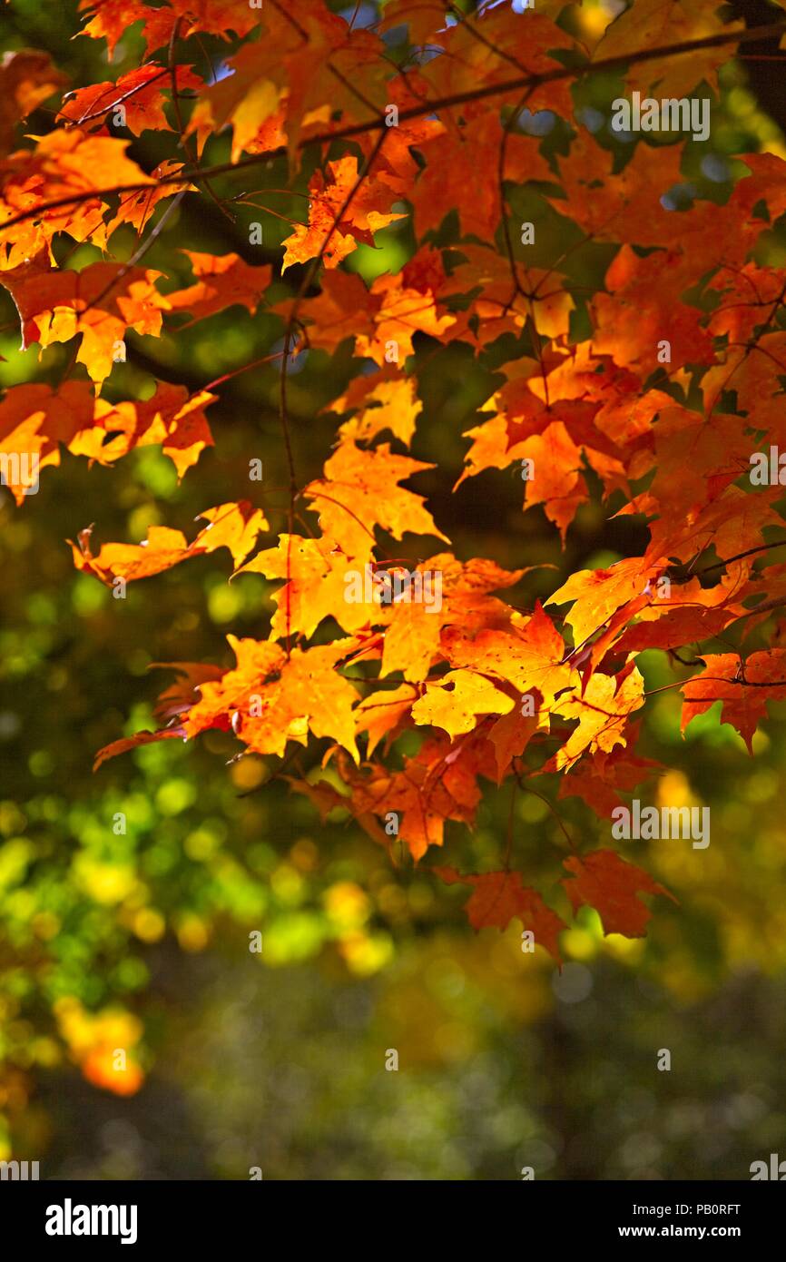 Vibrant maple leaves in the Vermont forist in October Stock Photo
