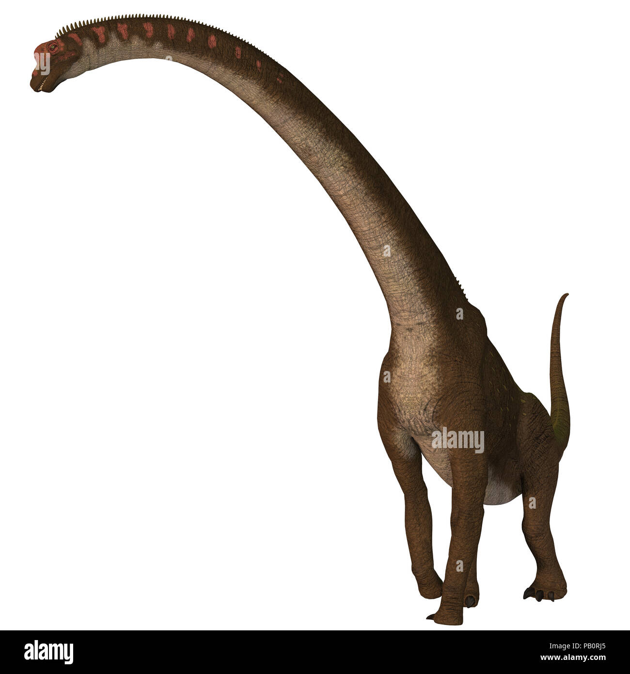 Giraffatitan Dinosaur on White - Giraffatitan was a herbivorous sauropod dinosaur that lived in Africa during the Jurassic Period. Stock Photo
