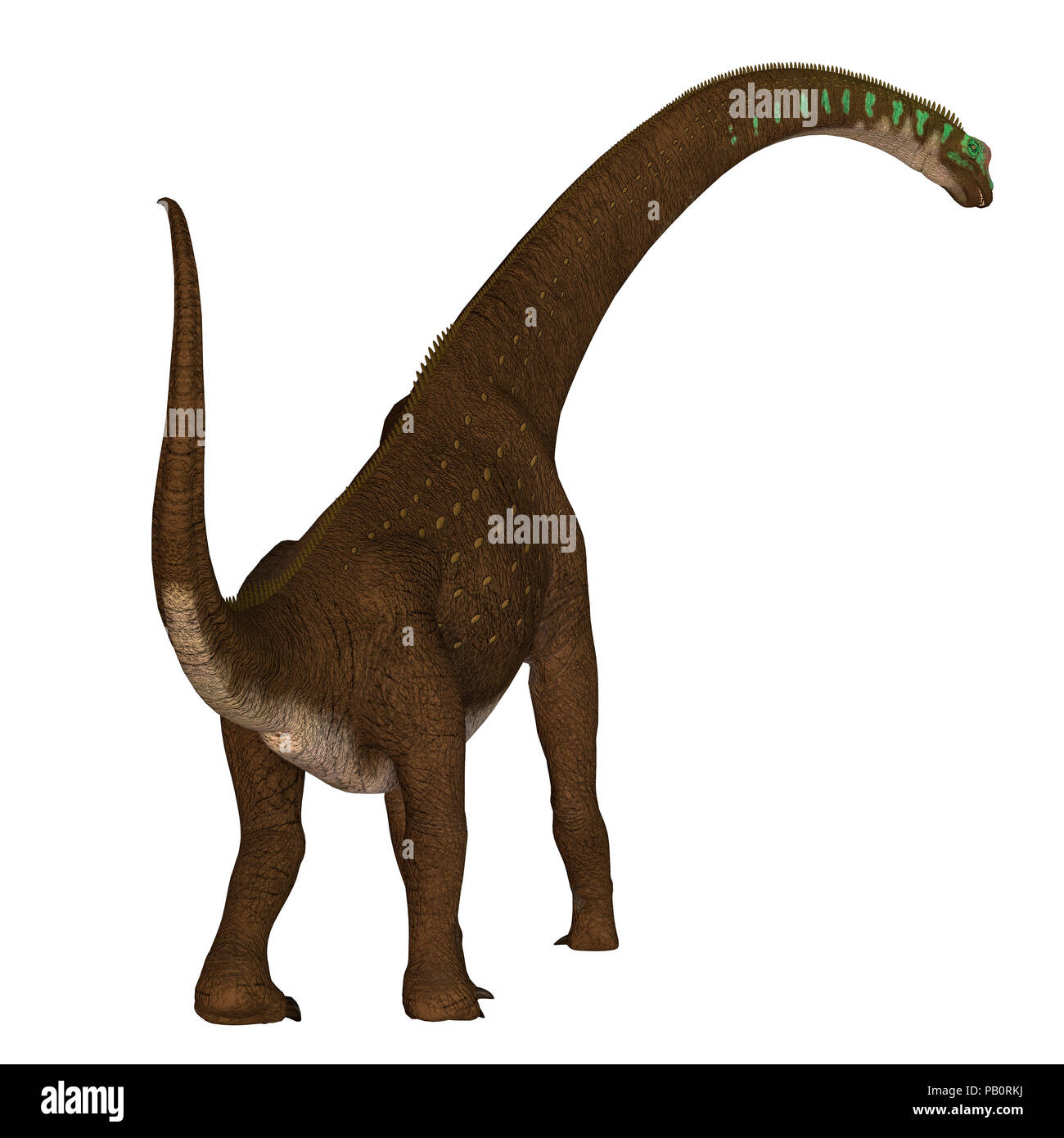 Giraffatitan Dinosaur Tail - Giraffatitan was a herbivorous sauropod dinosaur that lived in Africa during the Jurassic Period. Stock Photo