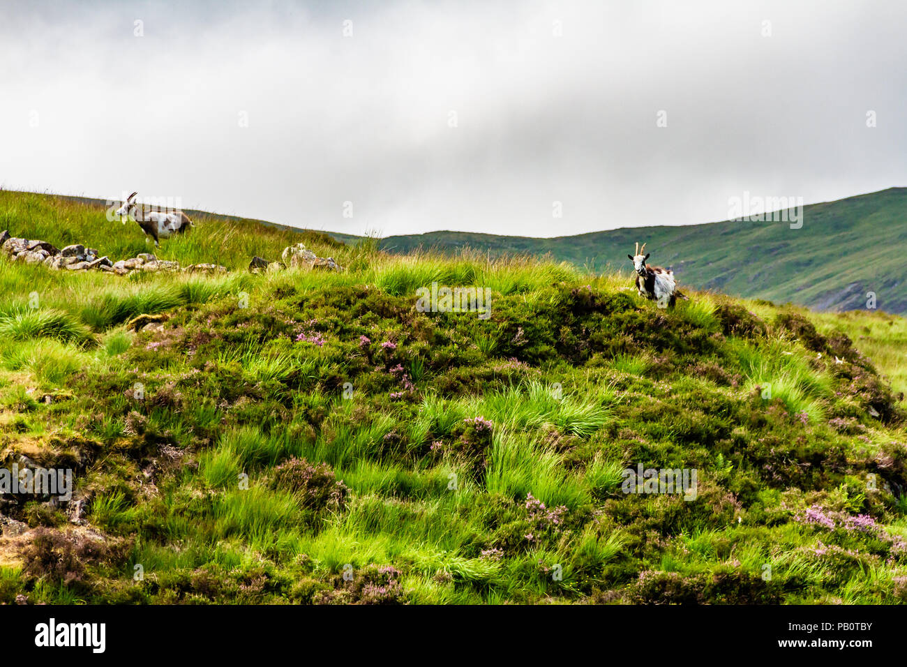 Feral goats in the National Trust for Scotland's Grey Mare's Tail Nature Reserve. July 2018. Stock Photo