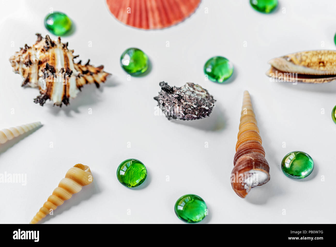 Shells on white. Beautiful summer background. Flat lay. Stock Photo