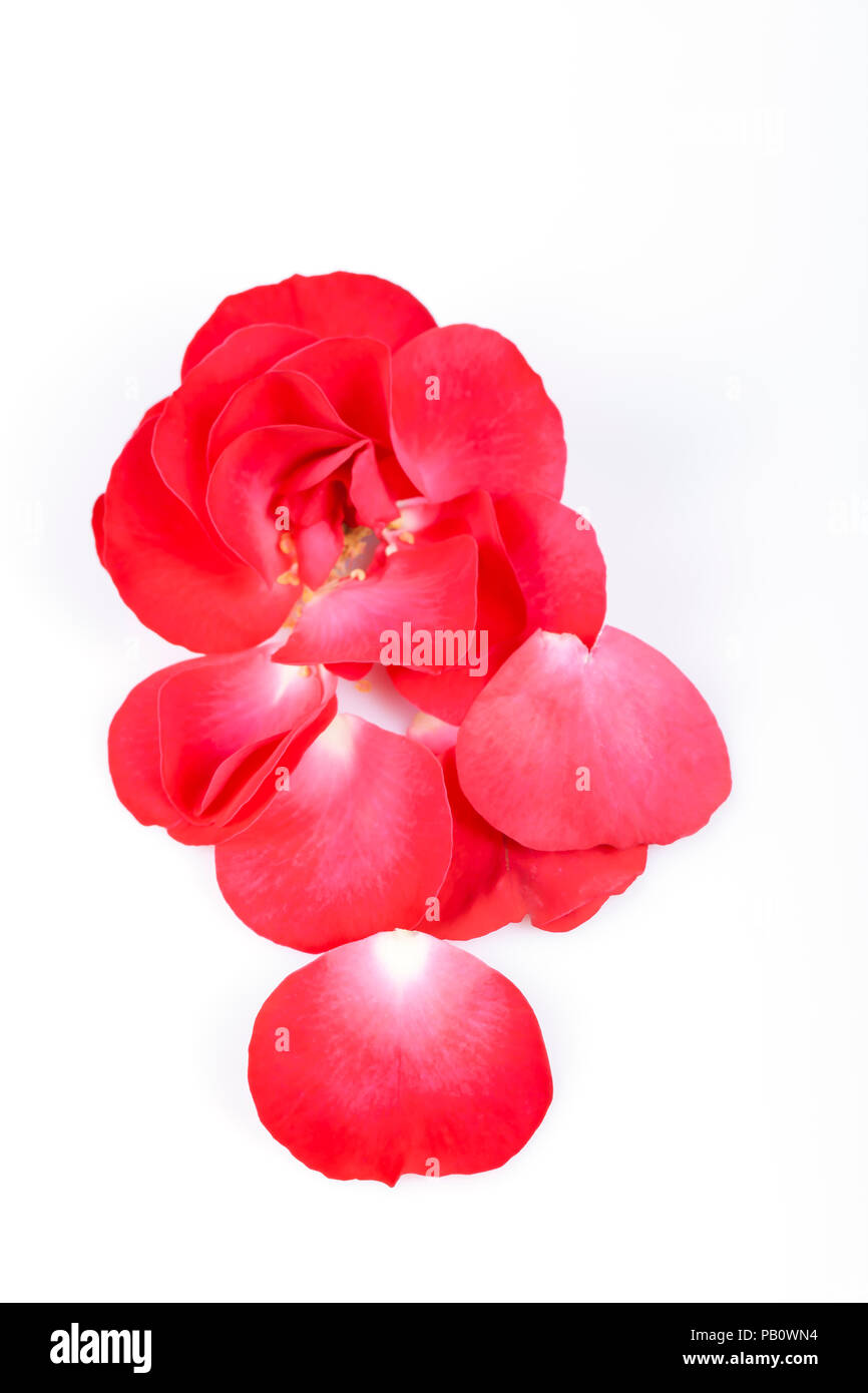 Petals lost flower Cut Out Stock Images & Pictures Alamy