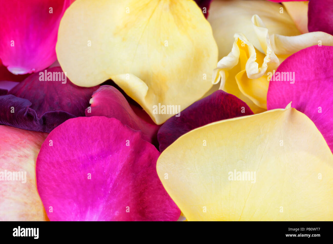Lots of rose petals of different colors Stock Photo Alamy