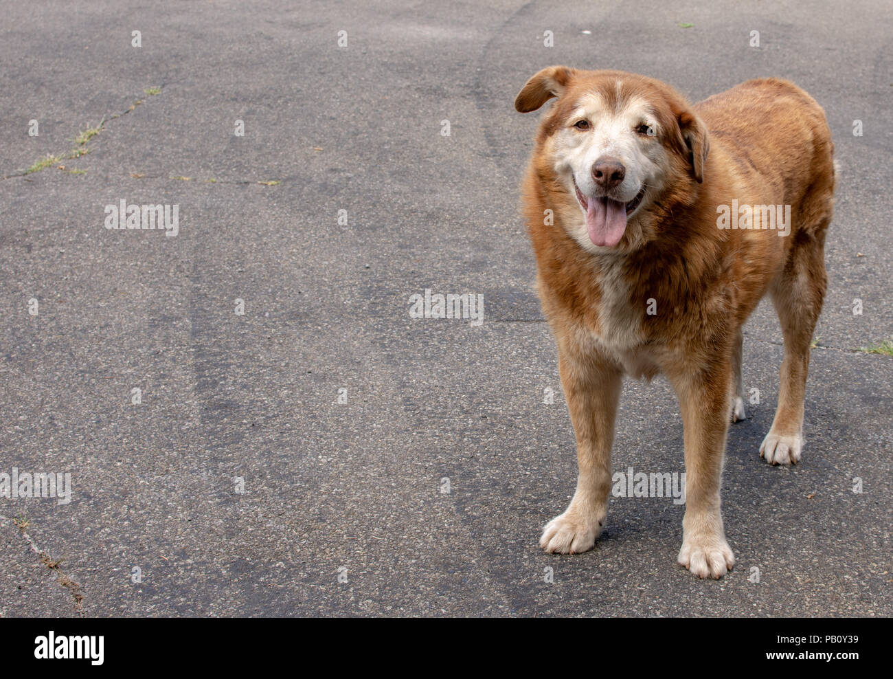 Senior dog saying hello Stock Photo