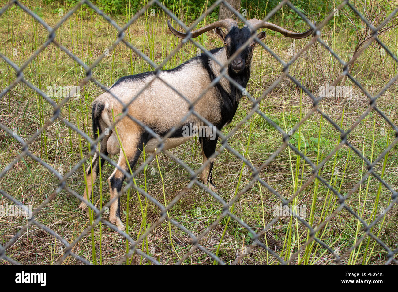 Long-horned goat behind fence Stock Photo