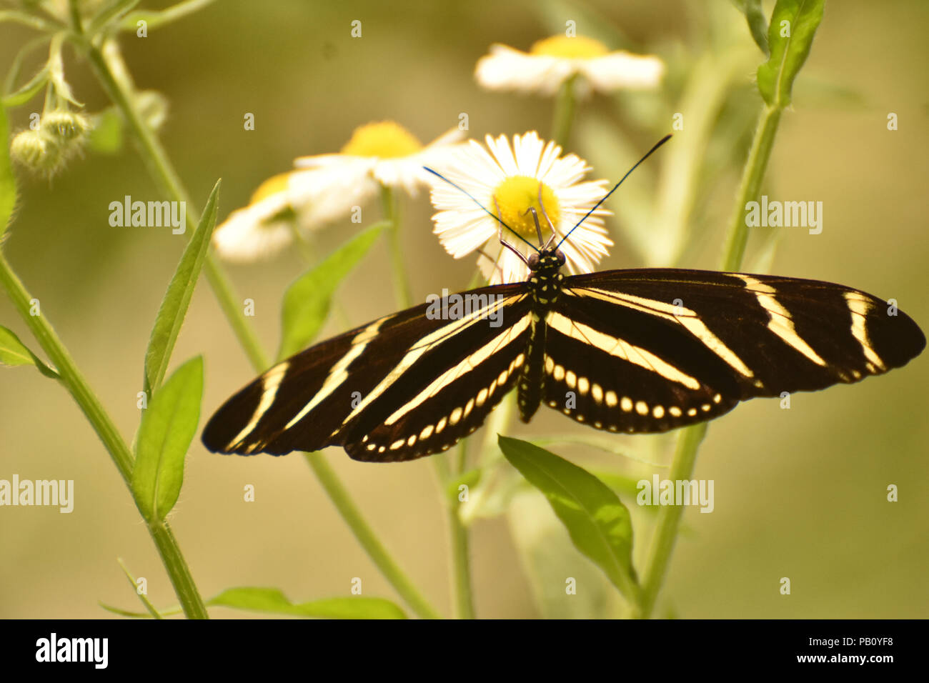 Beautiful Black And White Zebra Butterfly On A Daisy Plant Stock