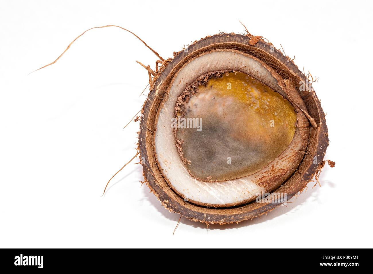 Rotten coconut. Wasted mouldy tropical food with fungus growth. Close