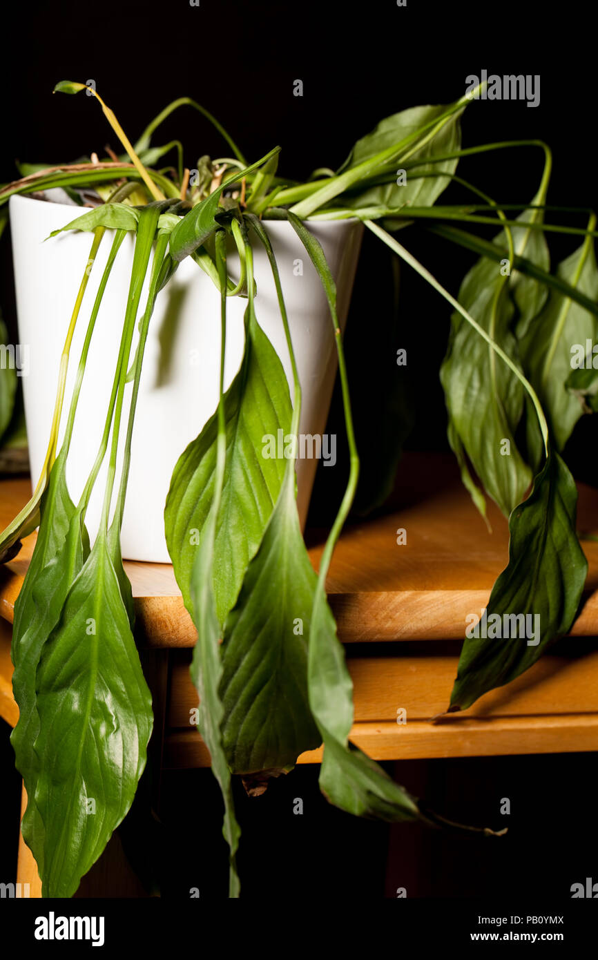 Close-up of dying dehydrated Peace Lilly house plant in pot. Wilting indoor pot-plant with drooping limp leaves. Stock Photo