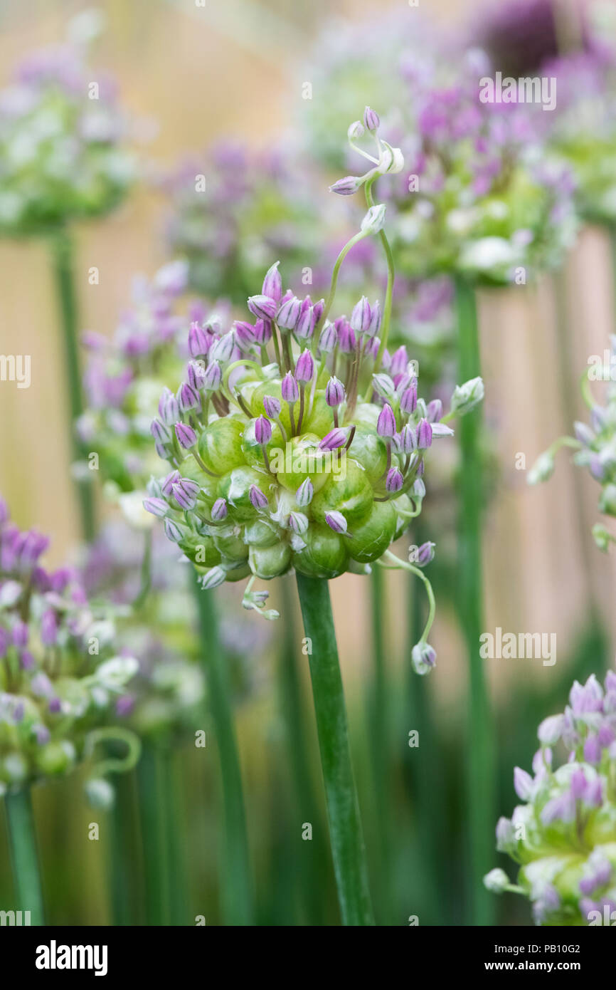 Allium ampeloprasum var. babingtonii 'Green Drops’. Allium ‘Green drops’ flowers on a flower show display. UK Stock Photo