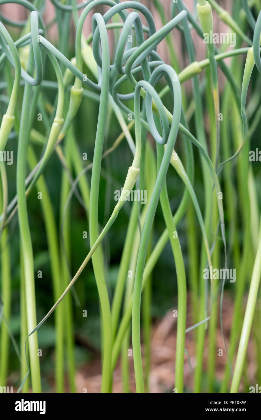 Allium sativum ophioscorodon. Serpent garlic. Rocambole coiled flower stalks on a flower show display. UK Stock Photo