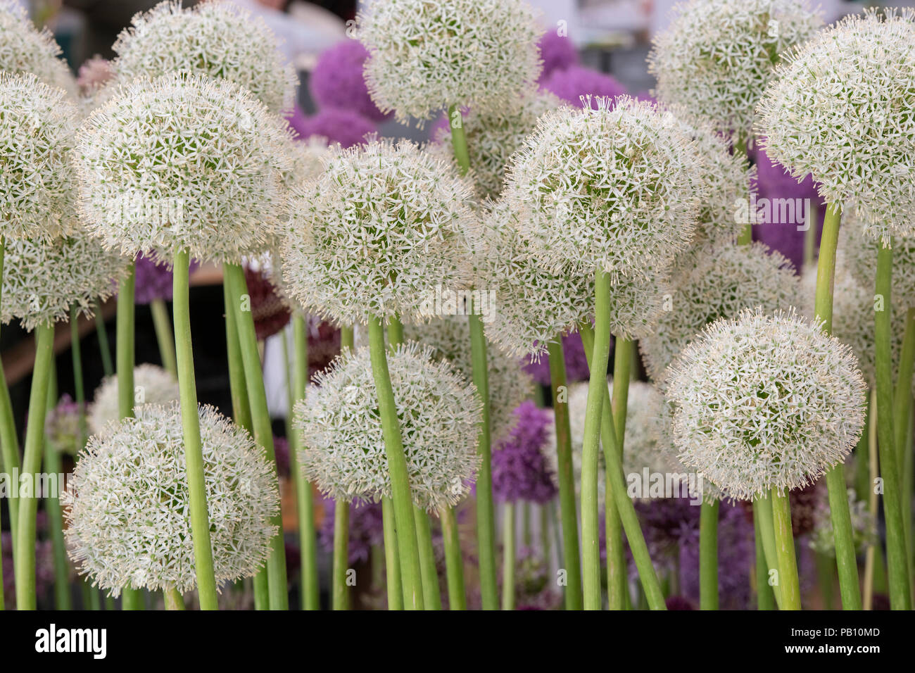Allium ‘White giant’ flowers on a flower show display. UK Stock Photo
