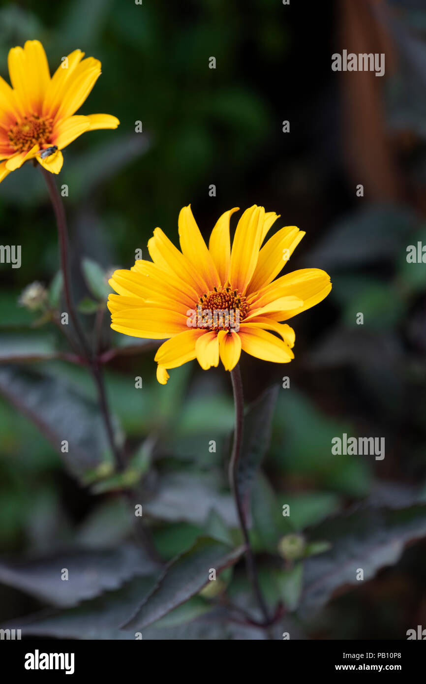 Heliopsis helianthoides scabra ‘Burning hearts' .  North American ox-eye daisy. False sunflower ‘Burning hearts’ flower Stock Photo